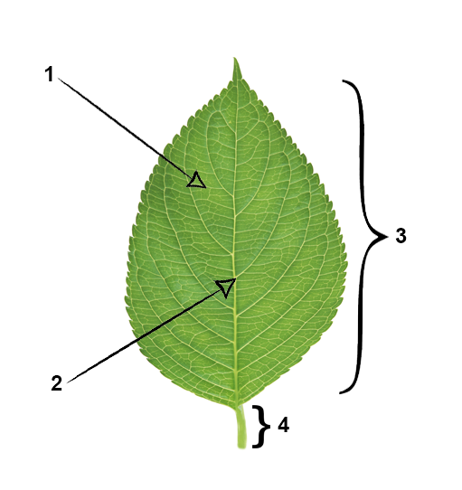 IELTS Reading diagram completion - leaf diagram